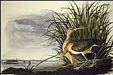 Long-Billed Curlew by John James Audubon